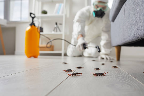 Commercial Kitchen Cockroach Control in Cleburne